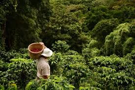 Ethiopian Forest Coffee: Nature’s Original Brew